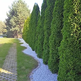 Projektowanie ogrodów i zieleni